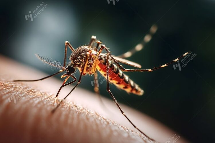 ▲屈公病與登革熱都是因病媒蚊叮咬所引起的急性傳染病。（圖/motionelements提供）