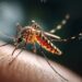 一鍵看懂｜屈公病是什麼？此「症狀」與登革熱不同　恐痛到無法行動
